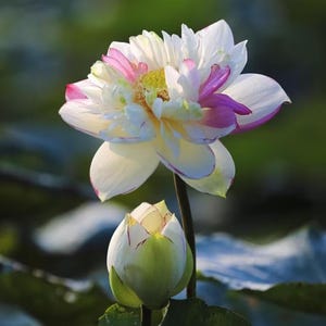 Exotic Lotus Flower Seeds: Mixed Colors for Water Garden - 5 Seeds