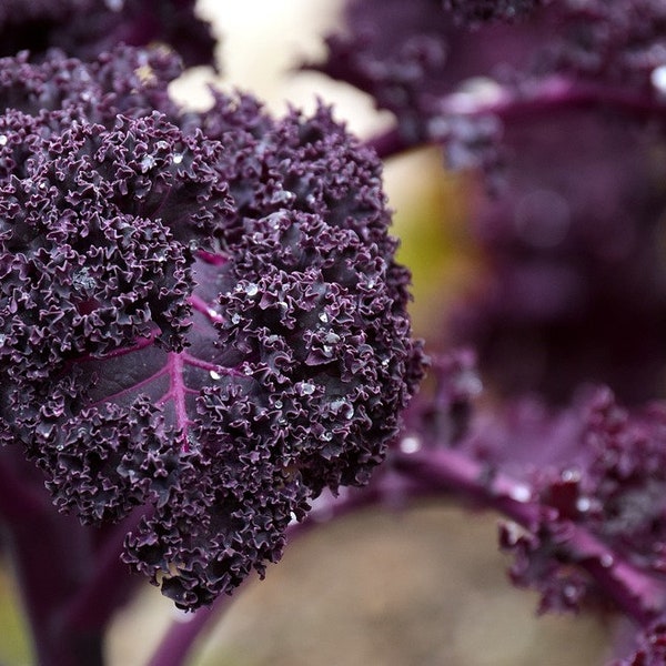 Kale Garden Blend, Three Different Types of Kale, Purple and Green, Excellent Flavor, 25 Seeds