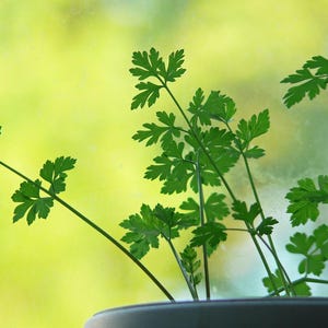 Flat Leaf Parsley, Garnish Add to Sauces, Stock, Stews, and Salads, 25 seeds