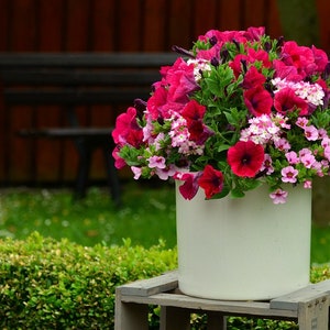 Balcony Mix Petunia, Container Plant, Fragrant, Colorful Mix of Flowers, Attracts Butterflies, 25 Seeds