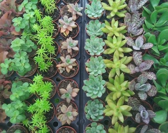 Seeds Cacti Cactus Mix Succulents Barrel Beatuful Plant Balcony Garden Ukraine