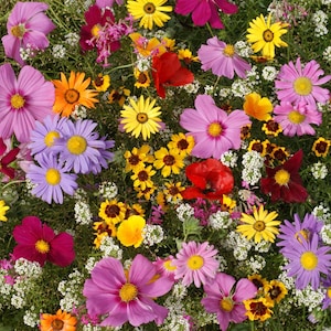 Bulk Wildflower Seed Packets: Party Favors, Weddings, Events