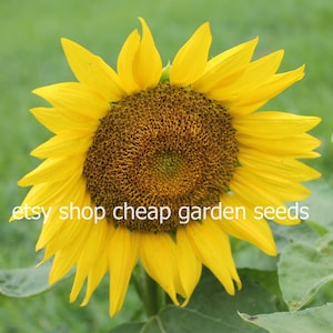 Short Stuff Sunflower, Miniature Plant, Grows up to 4 Feet Tall, Fun for Kids, 5 Seeds