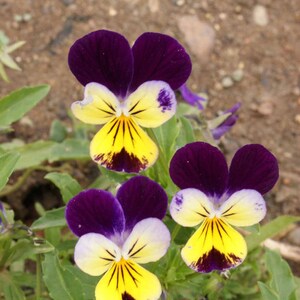 Johnny Jump-Up Helen Mount, Viola cornuta, Fragrant Flowers, 20 seeds