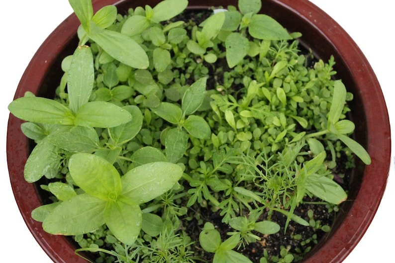 Midwest Wildflower Seed Mixture, Poppy, Primrose, Hyssop, Sunflower ...