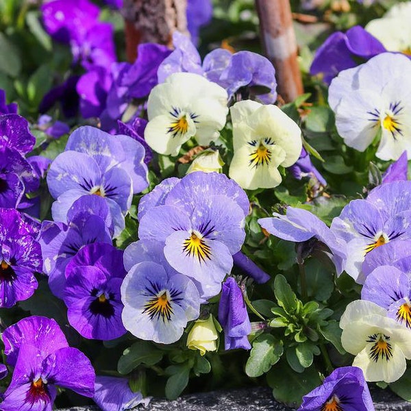Blue and White Pansies, Cold Tolerant, Spring and Fall Flower, Fragrant, Edible, 10 Seeds