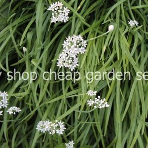 Garlic Chives, Chinese Chives, Allium tuberosum, Perennial, Heirloom, 20 Seeds