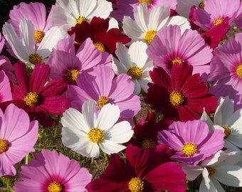 Sensation Mix Cosmos Seeds: Red, Pink, White Flowers - 20 Seeds