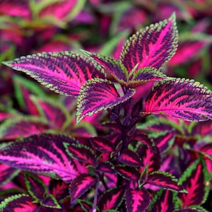 Coleus Rainbow Mix, Coleus blumei, Painted Leaves, Variety of Colors, Loves Shaded Areas, Perennial Plant, Easy to Grow