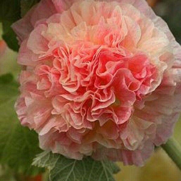 Large Double Rose Giant Hollyhock Flower, Perennial, 5 Seeds
