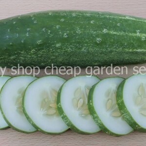 A & C Cucumber, Non GMO, Heirloom, 20 Seeds