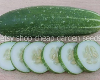 A & C Cucumber, Non GMO, Heirloom, 20 Seeds