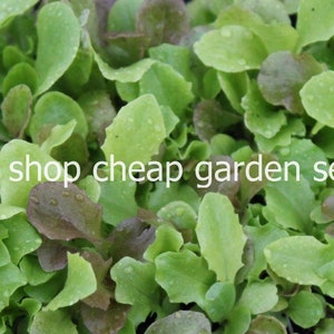 Gourmet Lettuce Mix - 100 Seeds - Container Fall Gardening Heirloom US SELLER