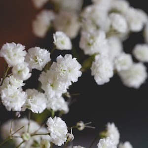 Baby&#39;s Breath Seeds: White Gypsophila Flower Filler, Easy Grow (25 Seeds)