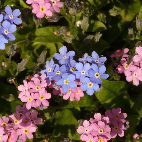 Pink and Blue Forget Me Not, Unique Flowers, Perennial, 10 Seeds