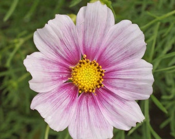Daydream Cosmos, Pink and White Flowers, Easy to Grow, Cut Flowers, 10 Seeds