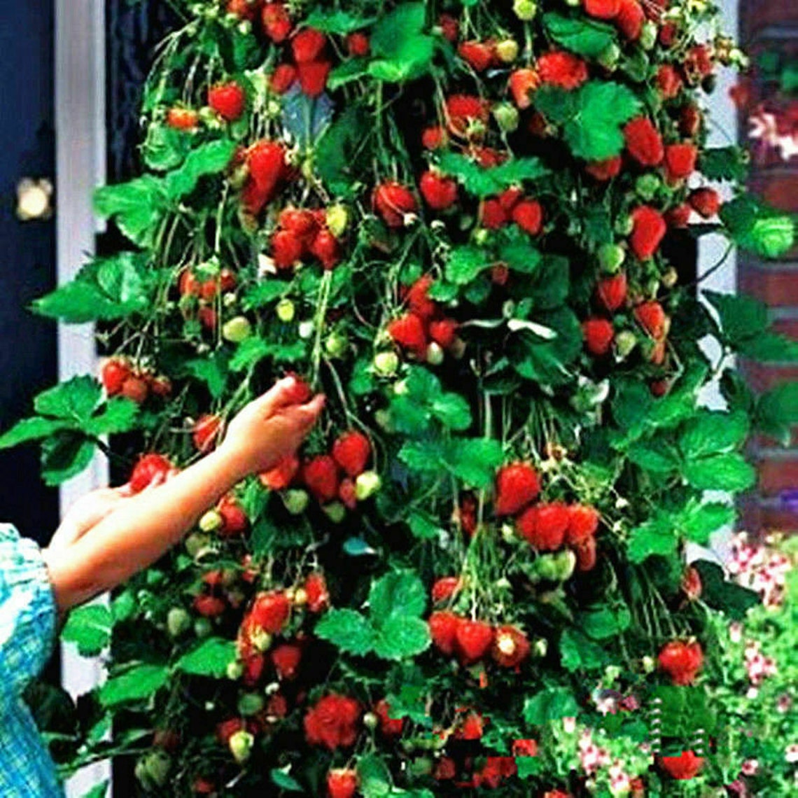Giant Extra Jumbo Strawberry Juicy Red Fruit 20 Seeds Etsy
