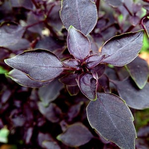 May include: Close-up of purple basil plant with dark leaves and stems. The leaves have a slightly textured surface and a deep purple hue with green edges. The plant is in focus, showcasing its details.