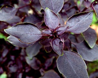 Dark Purple Opal Basil Seeds – Ocimum basilicum, Colorful Culinary Herb