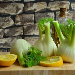 Florence Fennel Heirloom Seeds- Culinary Herb, Foeniculum vulgare, 10 Seeds