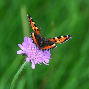 Lilac Blue Pincushion Flower, Scabiosa, Scabiosa atropurpurea, Attracts Butterflies, 5 Seeds