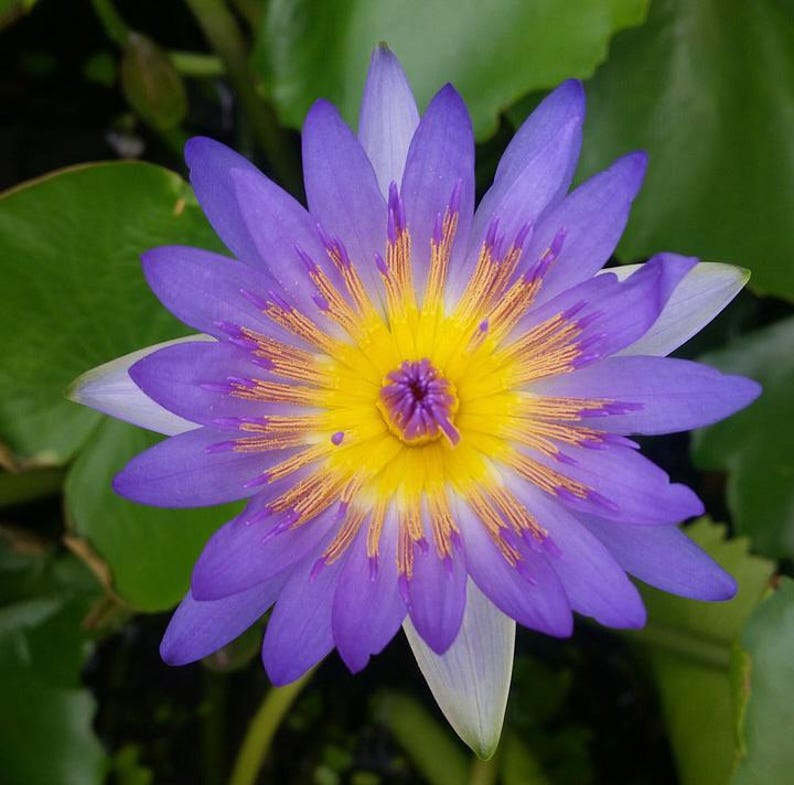 cheapseedsllc Lotus Flower Seeds - Thumbnail 2
