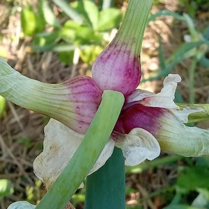 Egyptian Walking Onion Bulbs – Heirloom Perennial – Easy to Grow Winter Onion / Tree Onion, 5 Seeds