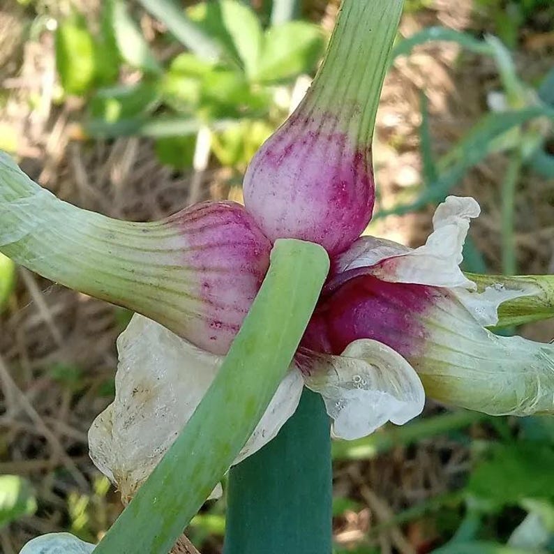 Egyptian Walking Onion Bulbils and Mature Bulbs - Thumbnail 2