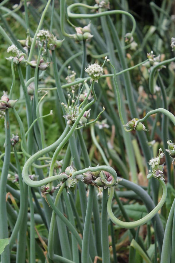 Egyptian Walking Onion Top Sets & Bulbs: Heirloom Perennial Tree Onion