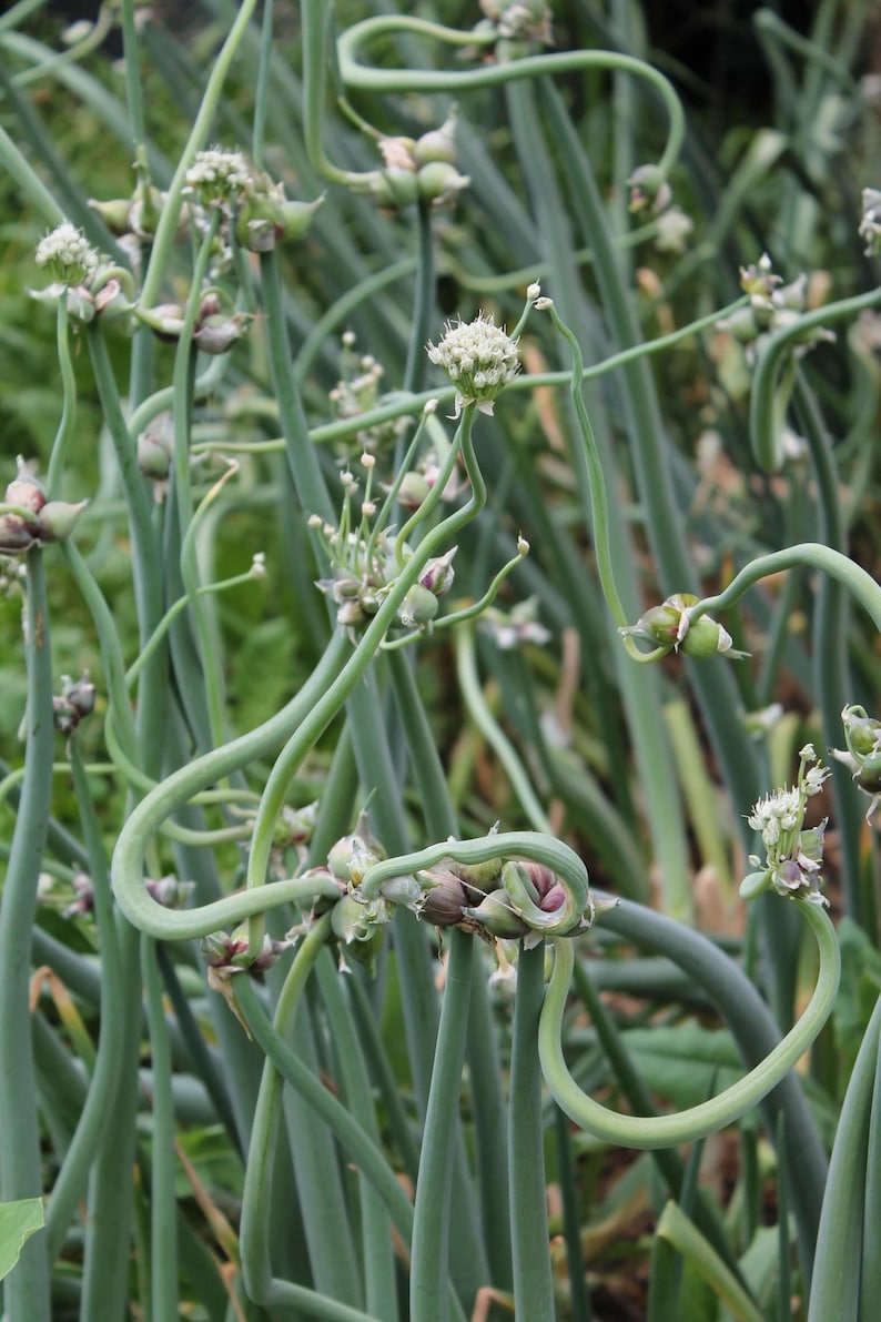 Egyptian Walking Onion Bulbils and Mature Bulbs - Thumbnail 4