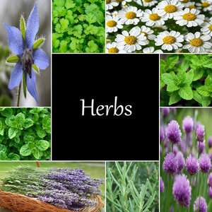 Heirloom Herb Seeds - Choose from a List, Non-GMO, Open Pollinated, Soil, Raised Bed, Indoor, Outdoors, Pots, Seed Counts