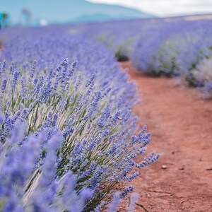Op de afbeelding: Een veld met lavendelbloemen met een aardeweg die er doorheen loopt. De lavendel staat in volle bloei en de bloemen zijn een levendige paarse kleur.
