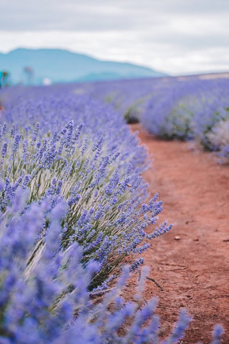 Op de afbeelding: Een veld met lavendelbloemen met een aardeweg die er doorheen loopt. De lavendel staat in volle bloei en de bloemen zijn een levendige paarse kleur.