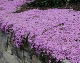 Creeping Thyme Seeds: Thymus serpyllum, Purple Shade Flowers