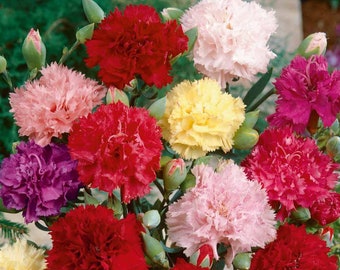 Chabaud Carnation, Dianthus caryophyllus, Cut Flowers, Easy to Grow, Fragrant, 20 Seeds