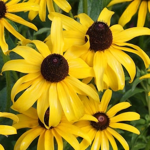 Black Eyed Susan, Rudbeckia hirta, Cut Flower, Attracts Butterflies, 25 Seeds