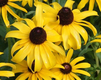 Black Eyed Susan, Rudbeckia hirta, Cut Flower, Attracts Butterflies, 25 Seeds