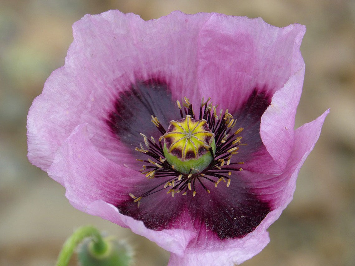 Hungarian Blue Breadseed Poppy Deep Purple Flowers Papaver Etsy