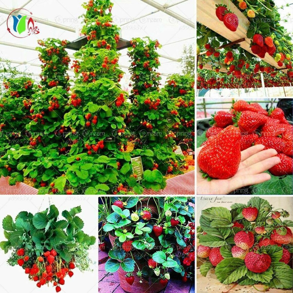 Giant Extra Jumbo Strawberry Juicy Red Fruit 20 Seeds Etsy