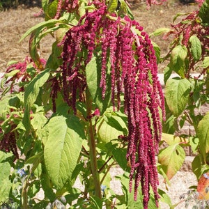 Love Lies Bleeding, Tassel Flower, Amaranthus caudatus, Red Flowers, Old Fashioned Flower, 20 Seeds