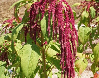 Love Lies Bleeding, Tassel Flower, Amaranthus caudatus, Red Flowers, Old Fashioned Flower, 20 Seeds