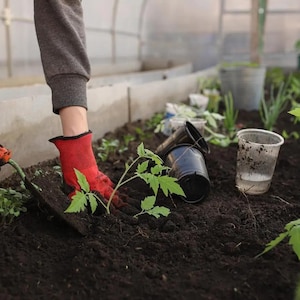 May include: A person wearing red gloves plants a small green plant in a garden bed. The person is using a small hand trowel to plant the plant. There are other plants in the garden bed, as well as a black plastic pot and a clear plastic cup.