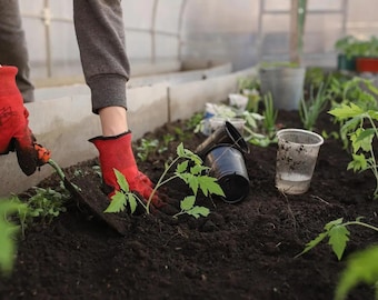 Aztec Dwarf Tomato Plant - Indoor Winter Tomato - 10 Seeds