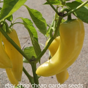 Sweet Hungarian Yellow Wax Pepper, Heirloom, Container Garden, 10 Seeds