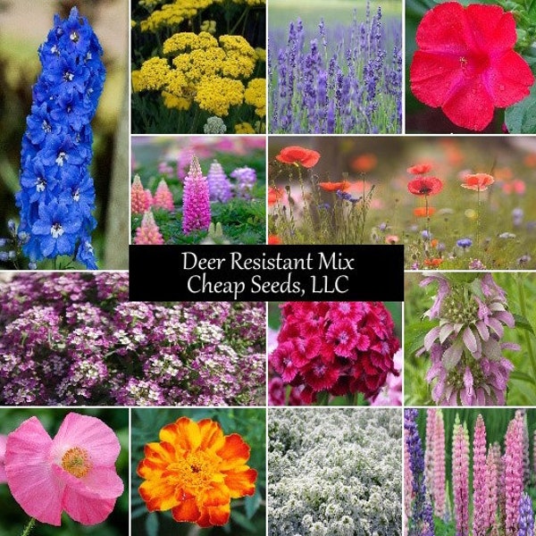 Deer Resistant Wildflower Seed Mixture - Poppy, Lavender, Four O'Clock, 14 Flower Species, Variety of Sizes, Annual and Perennial Flowers
