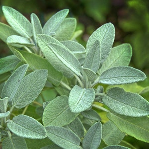 Broadleaf Sage, Heirloom, Culinary Herb, Fragrant, Easy to Grow, Container Plant, Salvia officinalis, 10 Seeds