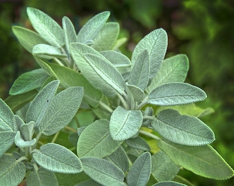 Broadleaf Sage, Heirloom, Culinary Herb, Fragrant, Easy to Grow, Container Plant, Salvia officinalis, 10 Seeds