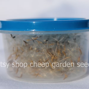 Dried Dandelion Seeds with Wisps: Arts, Crafts, Wish Pendants