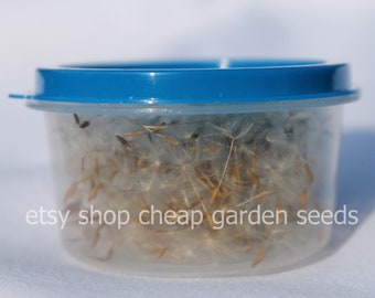 Dried Dandelion Seeds with Wisps: Arts, Crafts, Wish Pendants