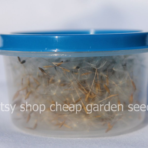 Dried Dandelion Seeds with Wisps - Wonderful for Arts and Crafts - Wish Pendants - Necklaces - Photography